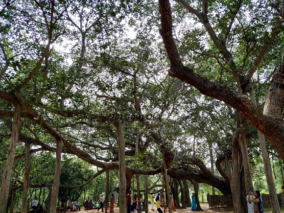 A day in Auroville